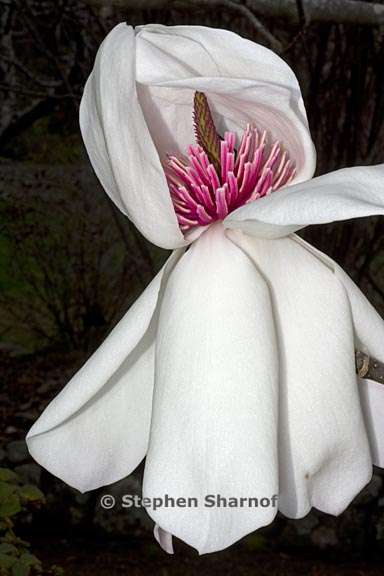 magnolia campbellii 3 graphic